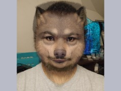 AI Wolf Morph 2 by Morphwolf34
