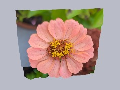 Flower by Catwithwings1@aol.com