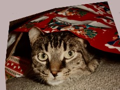 Peek A Boo by Jaglabelle