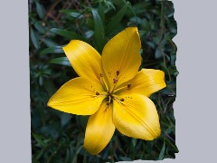 Flower by Tukiyem80