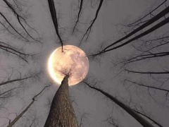 Moonlight by Jollygood