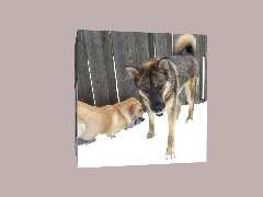 Brandy the Yellow Lab and Thore the Husky German Shephard mix by Jaglabelle