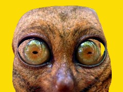 Tarsier by Marzappin