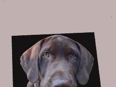 My Black Lab by Jaglabelle