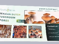 Authentic Mexican Dutch King Mushrooms Supplier by Qualitysporeonline