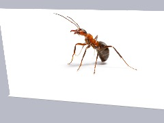 Ants by Sweetjump