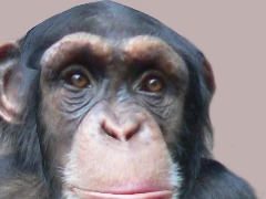Monke by JonjonIDK