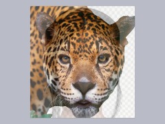 JENNIE Jaguar morph by Jpisleb