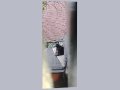 Chill Cat during summer  by Unfortunately