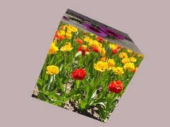 My Spring Flowers 2026 by Jaglabelle