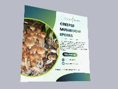 Creeper Mushroom Spores for Genetic Microscopy Research Online by Qualitysporeonline