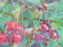 Frutti by Edubytech