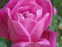 Rosa PP by Edubytech