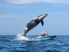 A whale jumping on a boat by Charlie83