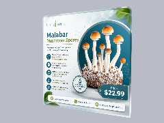 Order Malabar Mushroom Spores for Microscopy Analysis by Qualitysporeonline