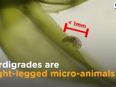 Tardigrades by Jollygood