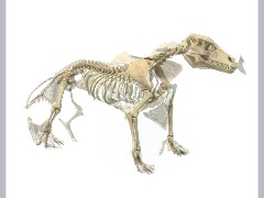 Komodo Dragon To Wolf Skeleton by Shinryu1