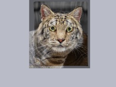 Cat and tigr by Balschool2
