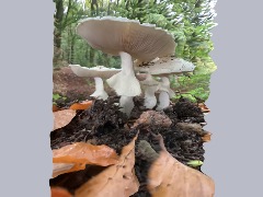 Wondere Wereld Van Paddestoelen by Natuurvisualisaties
