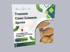Reliable Treasure Coast Cubensis Spores for Microscopy by Qualitysporeonline