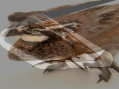 Bird donut by Bbv232scartch