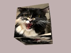 Spinning Cat by TheCoolGuy250