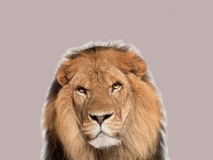 Avatar Like A Lion by Earobertson