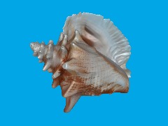 Seashell by Chris