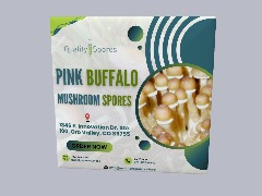 Order Fresh Pink Buffalo Mushroom Spores Online by Qualitysporeonline